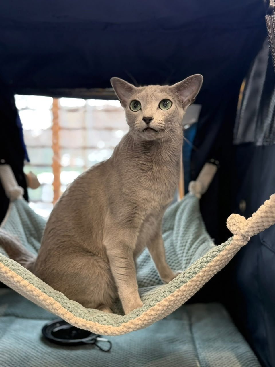 Luna, our Russian Blue parent cat, resting in a hammock
