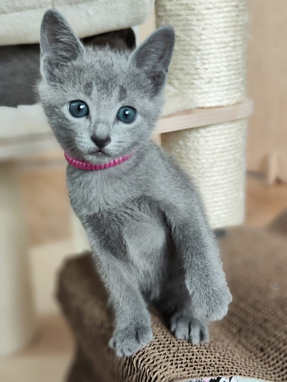 Rocky, male Russian Blue kitten