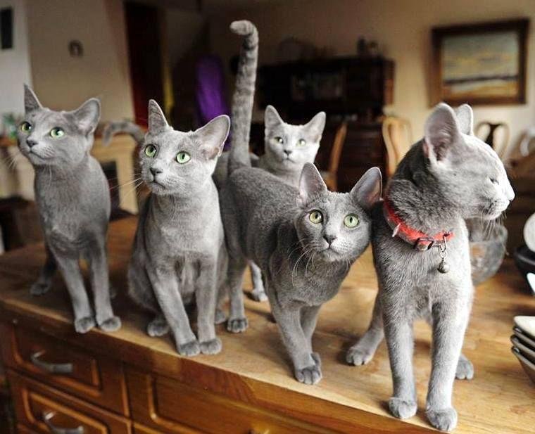 Russian Blue breed information - buy purebred kittens in Austin, TX