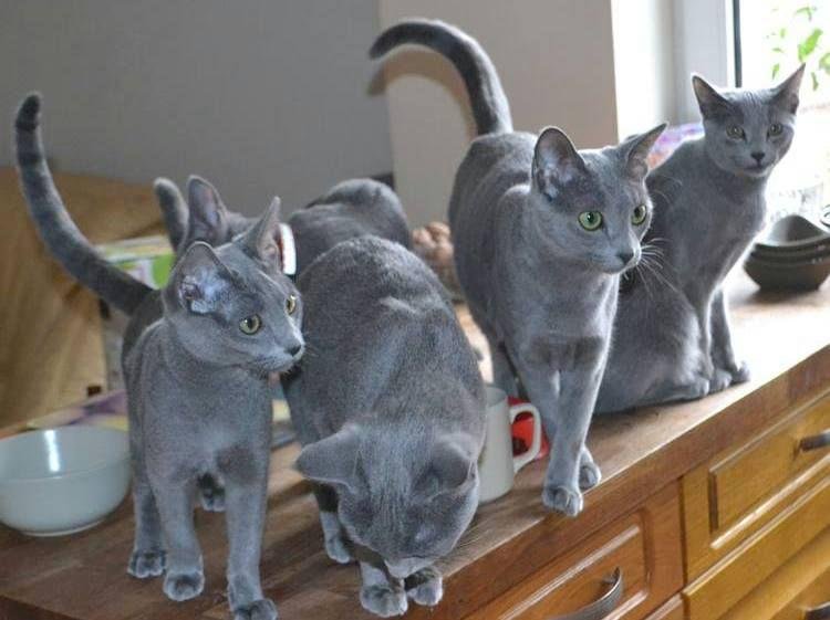 Russian Blue cat characteristics - Austin, TX breeder