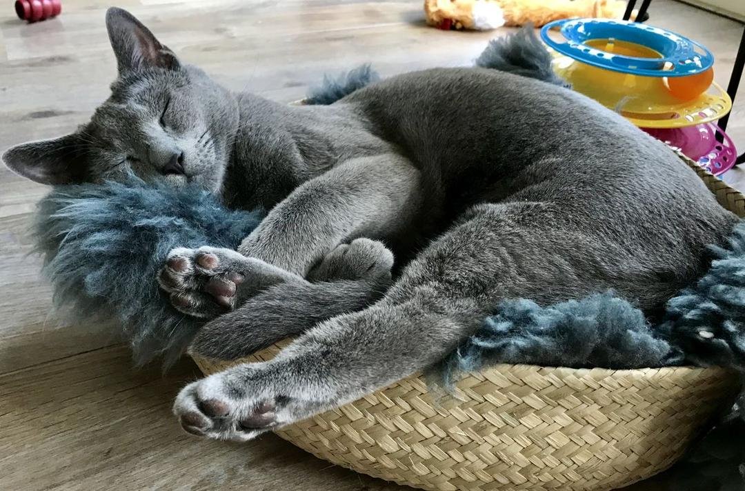 Russian Blue Cattery Facilities Austin Texas - Clean Spacious Breeding Environment