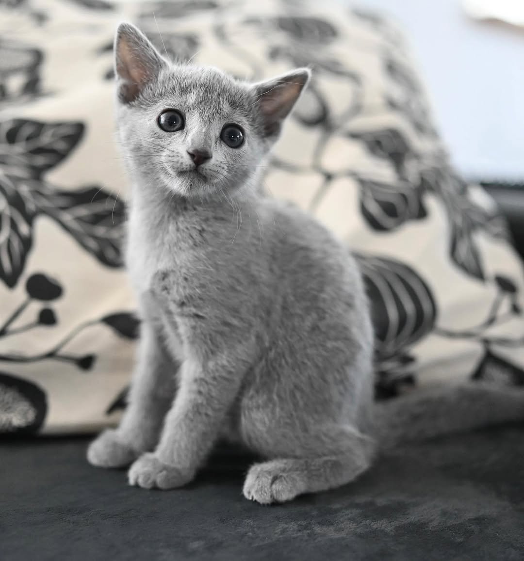 Bluebell Russian Blue Kitten Austin Texas Breeder - Female Health Tested Vaccinated