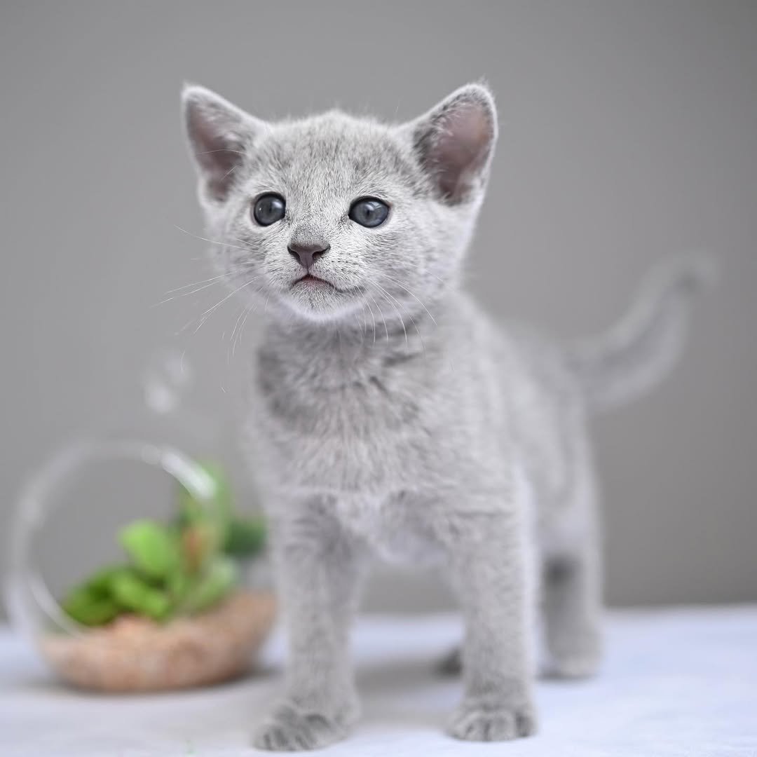 Finn Russian Blue Kitten Austin Texas - Male Champion Parents Available