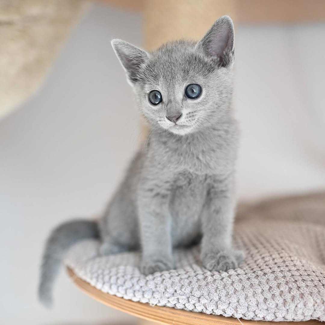 Rosie Russian Blue Kitten Austin TX Cattery - Female Hypoallergenic Silver Coat