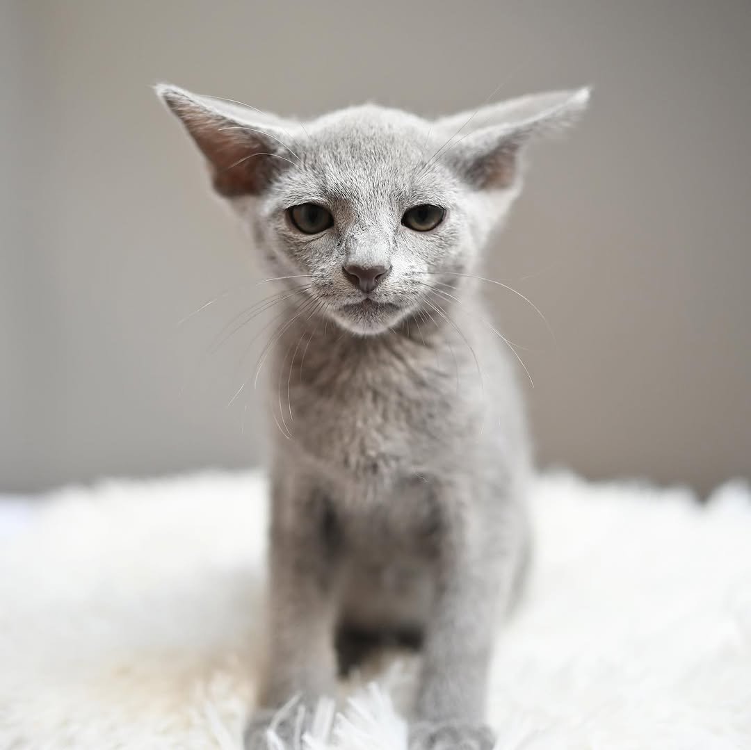 Jasper Russian Blue Kitten Reserved Austin TX - Male Champion Bloodline