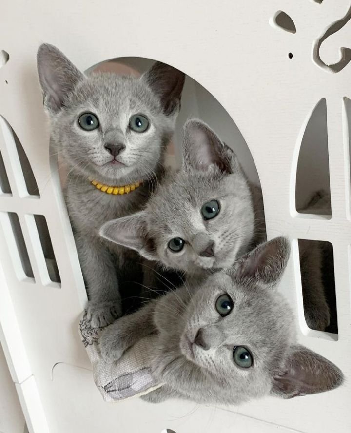 Russian Blue Queens and Studs Austin Texas