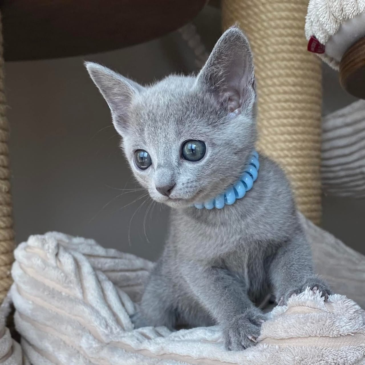 Simon, male Russian Blue kitten