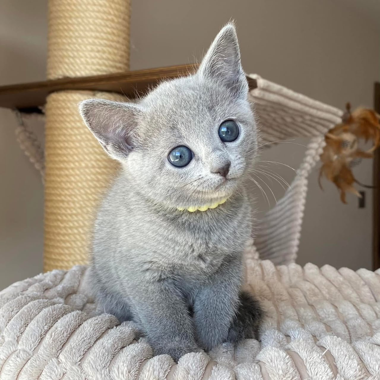 Sonya, female Russian Blue kitten
