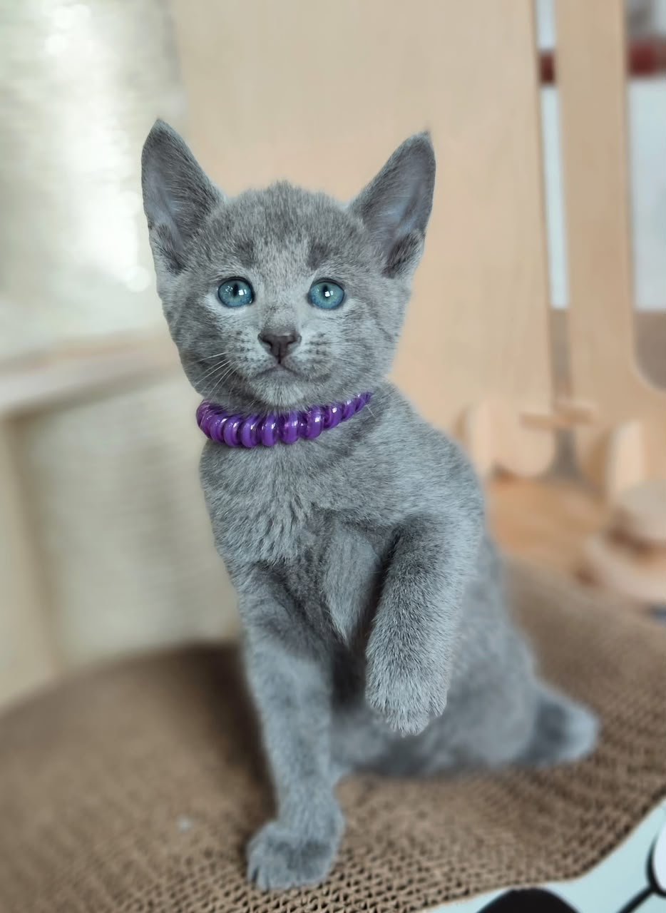 Sophie, female Russian Blue kitten