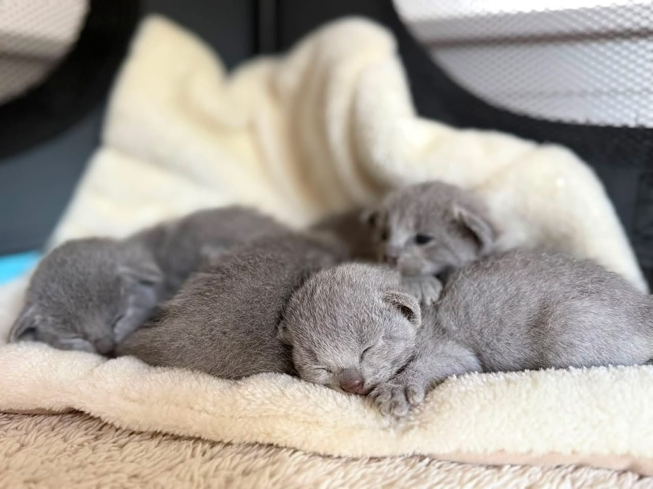 Newborn Russian Blue kittens resting together